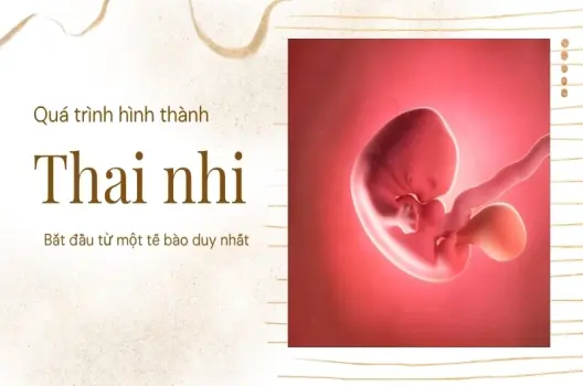 Hiểu biết quá trình thai nhi hình thành như thế nào trong 9 tháng