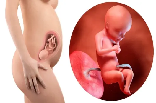 Con người được hình thành như thế nào? Hành trình kỳ diệu của sự sống
