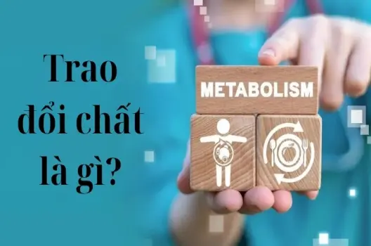 Trao đổi chất là gì? Vai trò trong chuyển hóa năng lượng