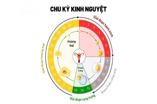 Vòng kinh 26 ngày có bị sao không và có cần lo lắng?