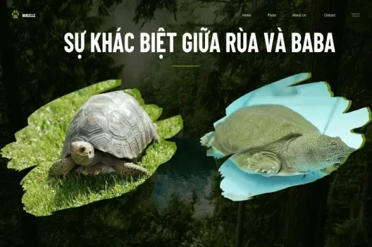Mẹo nhỏ phân biệt rùa và ba ba qua môi trường sống và tập tính