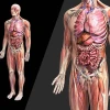 Anatomy là gì? Vì sao giải phẫu học quan trọng trong nghệ thuật?