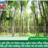 Bí quyết nhận biết cây gió bầu chuẩn xác, phân biệt thật giả