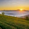 Biển Hồ Chè Gia Lai: Khám phá vẻ đẹp xanh mát của núi rừng Tây Nguyên