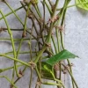 Giải mã "cành bánh tẻ là gì" trong thế giới cây cảnh và ẩm thực
