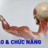 Hệ cơ quan là gì? Cấu tạo và vai trò các hệ cơ quan trong cơ thể