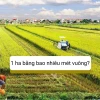 Hecta là gì? Giải mã đơn vị đo diện tích đất đai chuẩn xác