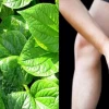 Lá lốt chữa xương khớp như thế nào: Hướng dẫn chi tiết và lưu ý