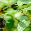 Phân tích toàn diện tác hại của cây thuốc dòi và những lưu ý quan trọng