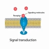 Receptor là gì? Khám phá vai trò và các loại thụ thể tế bào