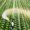 Sa Đéc ở đâu? Khám phá vùng đất sen và hoa rực rỡ