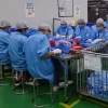 Sorting là gì và vai trò thiết yếu trong quy trình sản xuất