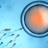 Tinh trùng như thế nào là bình thường? Các chỉ số đánh giá sức khỏe sinh sản nam giới