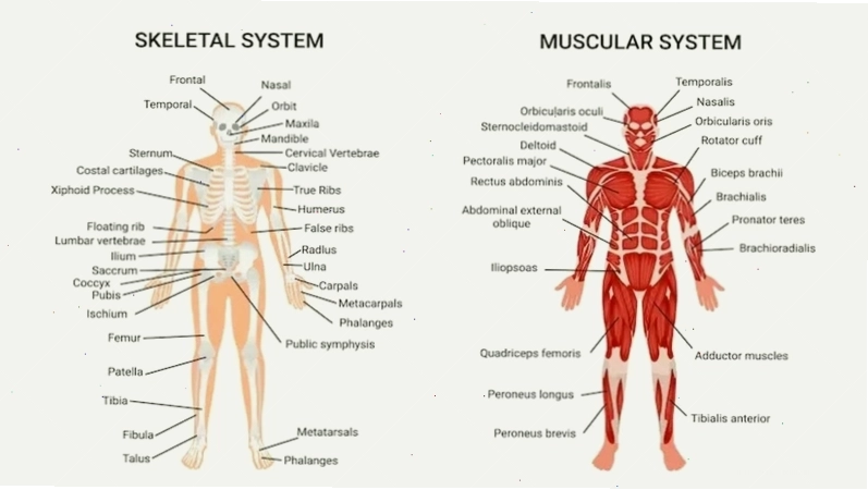 Anatomy giúp hiểu sâu về cấu tạo chi tiết các bộ phận ở người hay những động vật khác