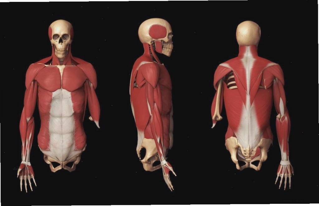 Anatomy là gì? Tìm hiểu về tầm quan trọng của giải phẫu học trong nghệ thuật