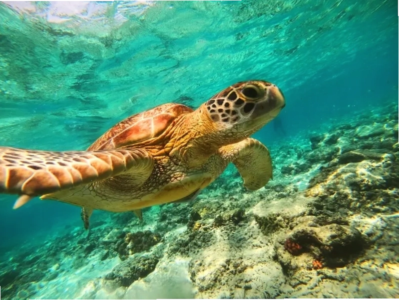 Bãi biển Gili Trawangan với hoạt động lặn biển hấp dẫn