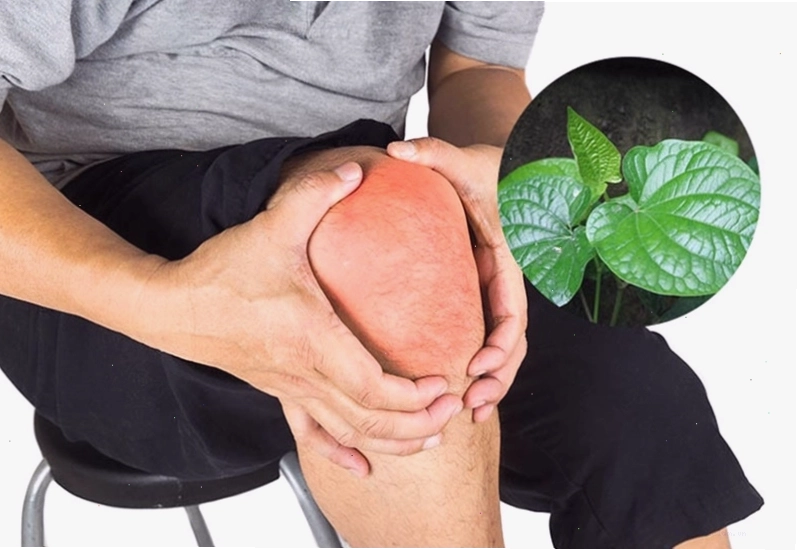 Bài thuốc chữa đau xương khớp bằng lá lốt chỉ dành cho những trường hợp bệnh nhẹ