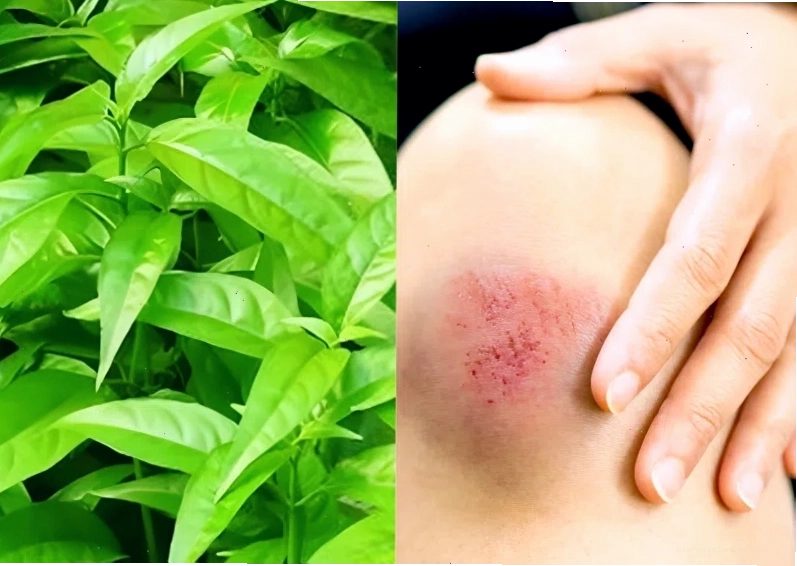 Bài thuốc trị bệnh từ cây hoàn ngọc