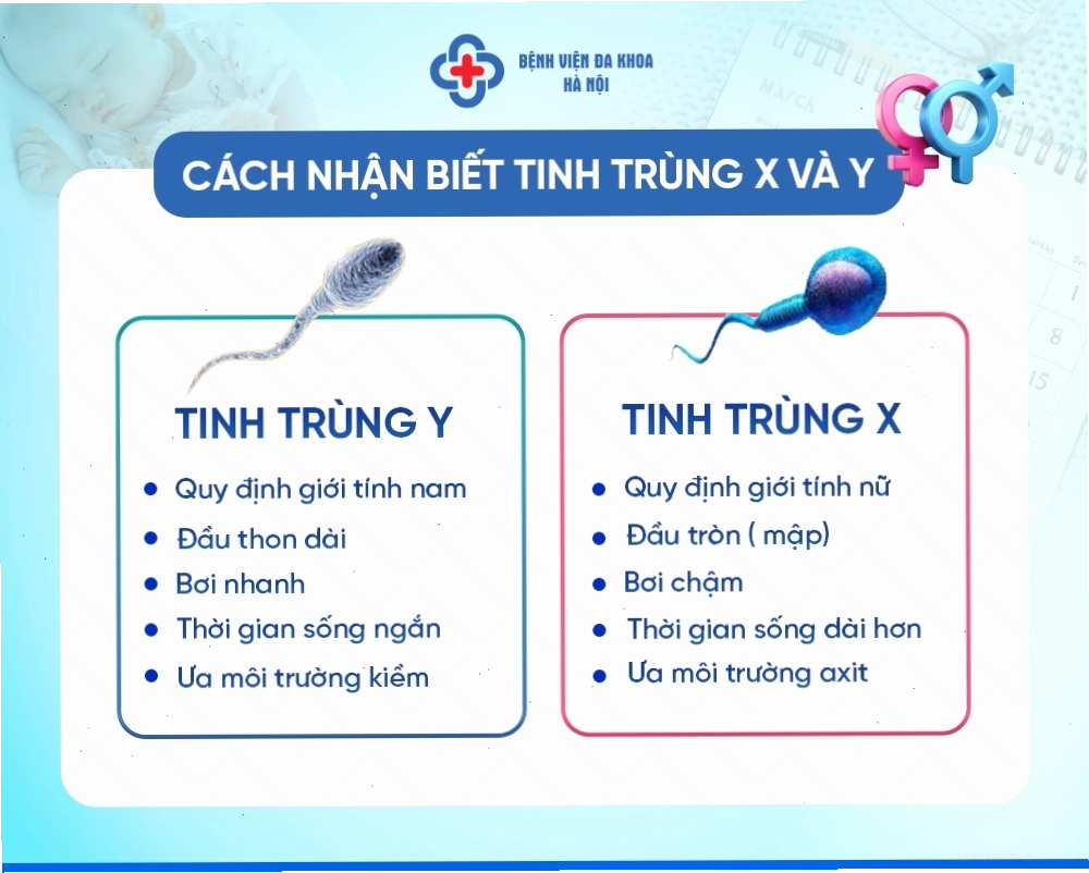 Biểu đồ so sánh tinh trùng X và tinh trùng Y