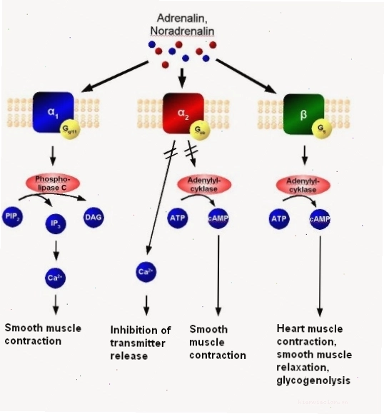 Biểu đồ truyền tín hiệu qua receptor