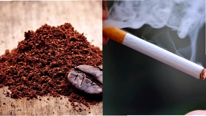Bột cà phê và thuốc lá có thể xua đuổi thằn lằn
