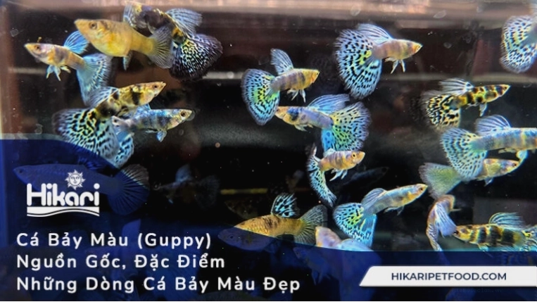 Cá bảy màu là loài đẻ con