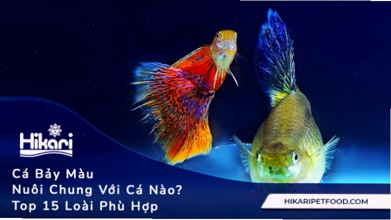 Cá bảy màu mẹ cần được chăm sóc riêng sau khi sinh