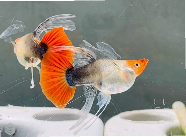 Cá bảy màu mẹ có xu hướng tìm nơi yên tĩnh để chuẩn bị sinh sản
