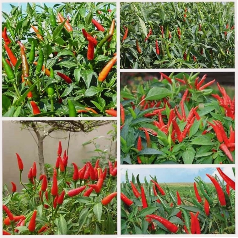 Cách chăm sóc cây ớt chỉ thiên