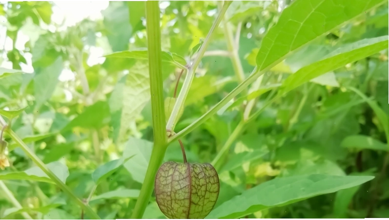 Cần hạn chế sử dụng rau tầm bóp mọc dại để tránh nhầm lẫn với các loài có độc