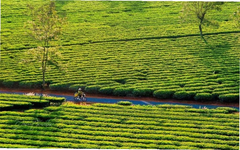 Cánh đồng chè xanh mướt trải dài vô tận tại Biển Hồ Chè Gia Lai
