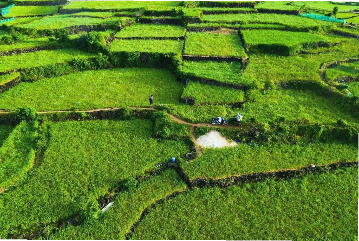 Cánh đồng tỏi xanh mướt trên đảo Lý Sơn