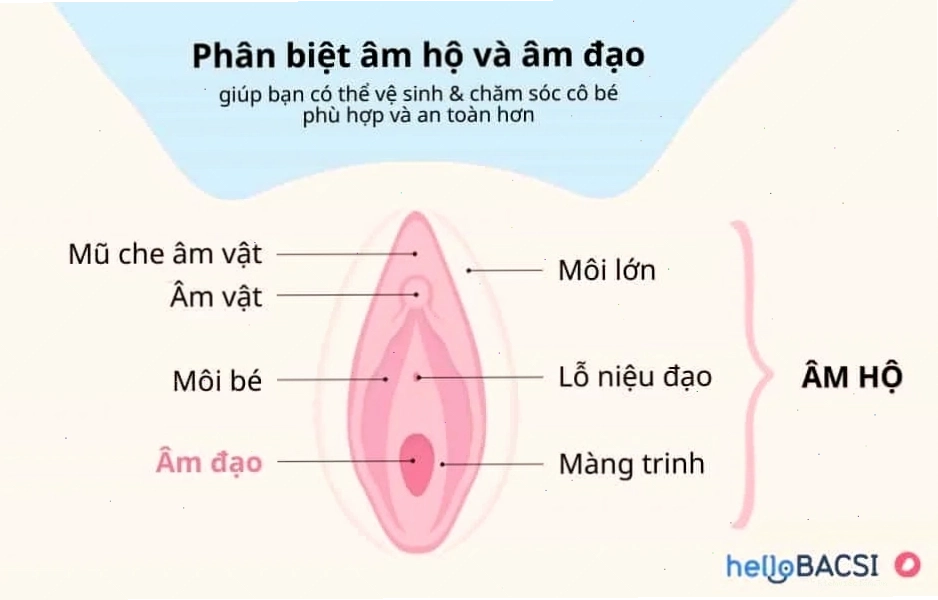 Cấu tạo âm hộ và âm đạo