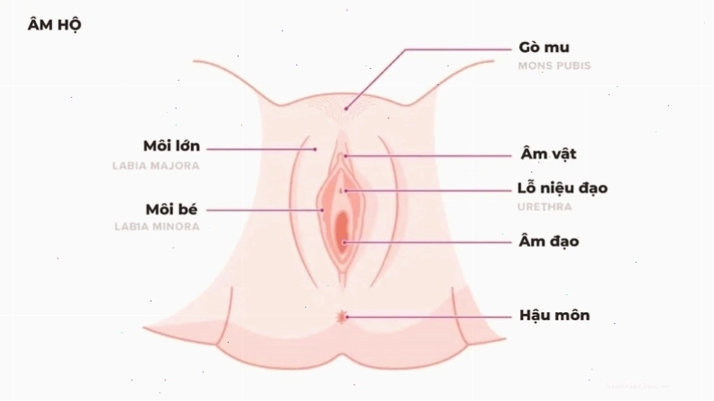Cấu tạo chi tiết của môi bé và các bộ phận xung quanh