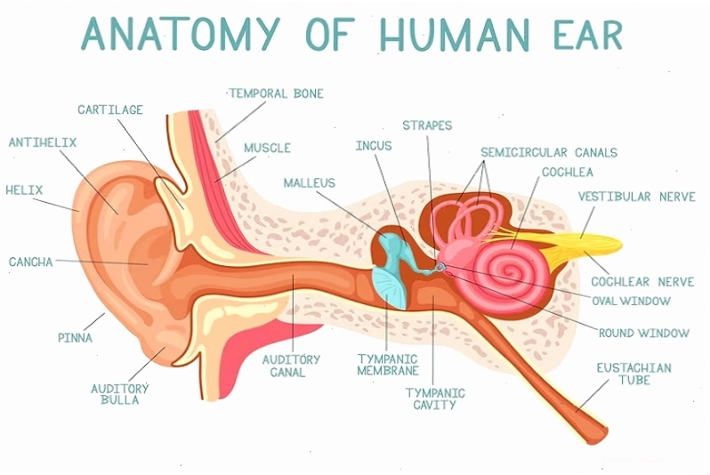 Cấu tạo tai giữa và vị trí hòm nhĩ nơi viêm tai giữa thường xảy ra
