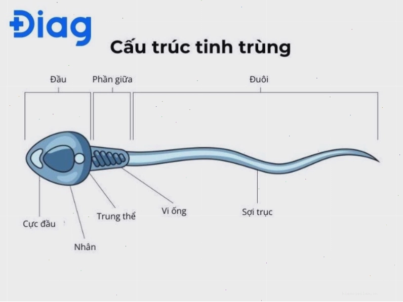 Cấu tạo tinh trùng gồm 3 phần: đầu, thân và đuôi