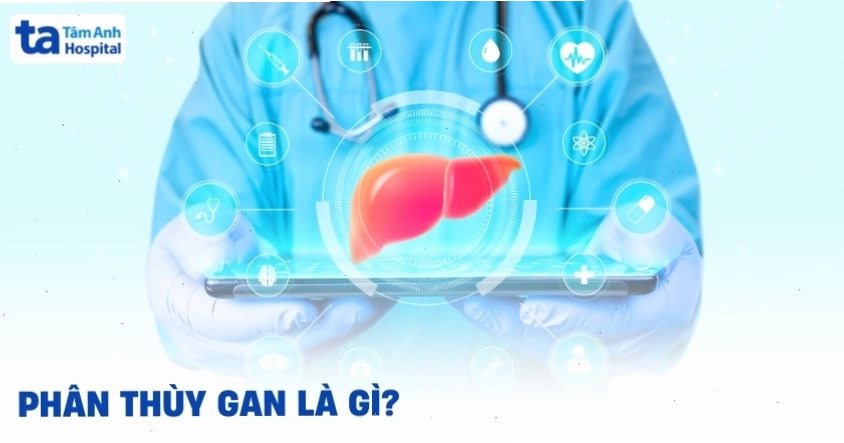 Cấu trúc phân thùy gan trong y học