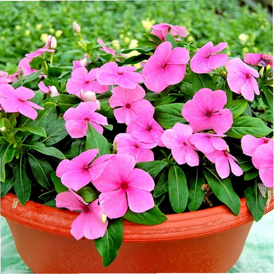 Cây Hoa Dừa Cạn với những bông hoa nhỏ xinh