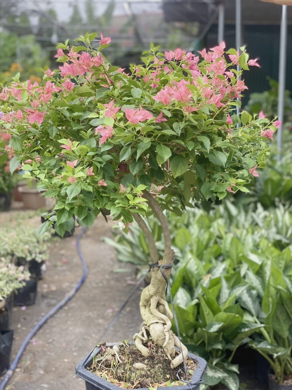 Cây hoa giấy bonsai tạo hình nghệ thuật