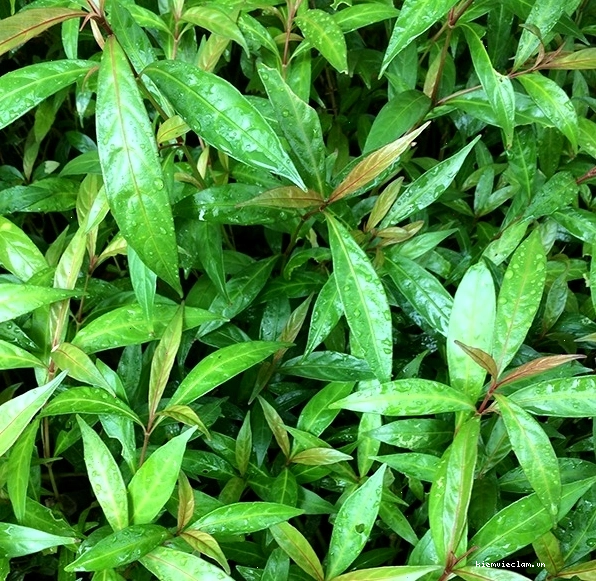 Cây hoàn ngọc trị bệnh gì và cách sử dụng hiệu quả