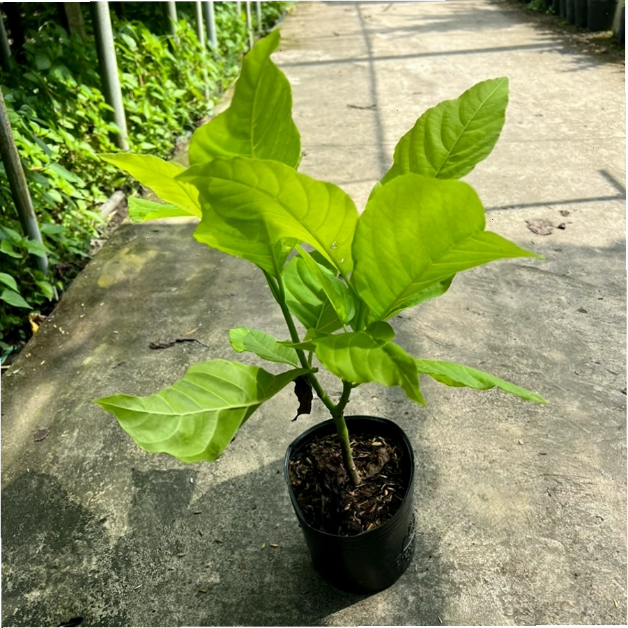 Cây Lá Trắng với tán lá độc đáo