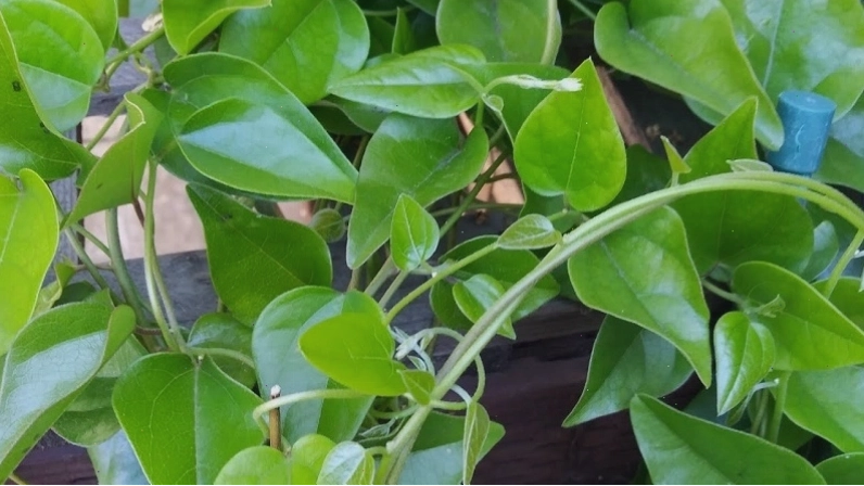 Cây sương sâm là loại cây thân leo, có thể thu hoạch lá quanh năm