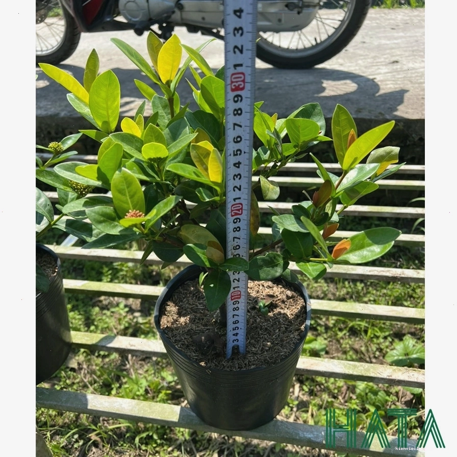 Cây Trang Tàu với hoa màu đỏ rực rỡ
