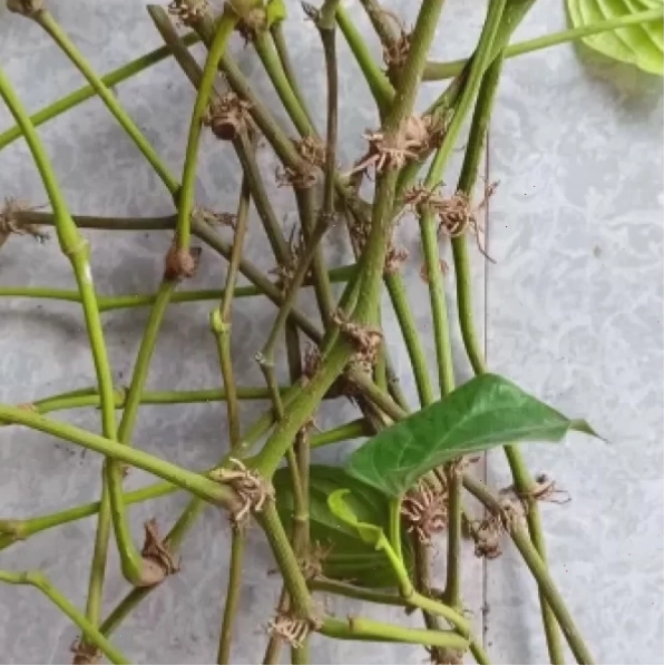 Cây trầu không ta với nhiều cành bánh tẻ, sẵn sàng cho thu hoạch