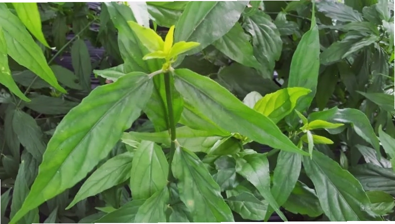 Cây xương khỉ chứa nhiều tanin, flavon, glycosind, vitamin và khoáng chất.