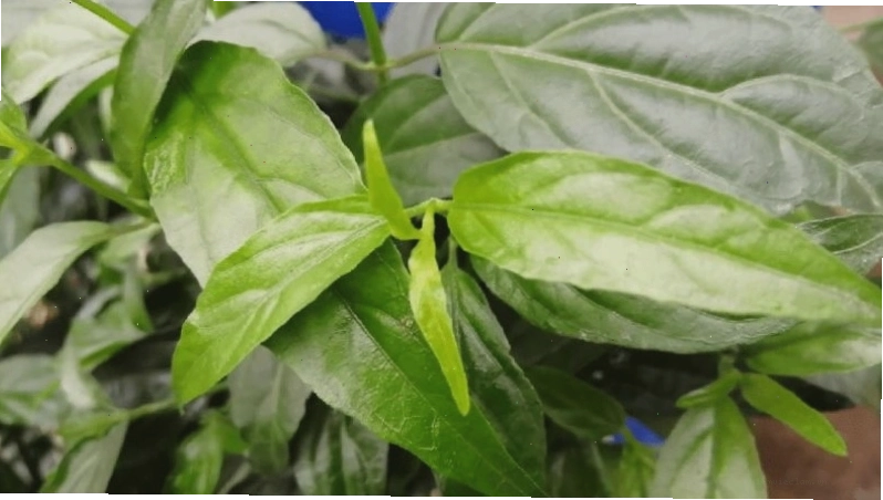 Cây xương khỉ có khả năng chống oxy hóa mạnh nhờ alkaloid, flavonoid, flavon.
