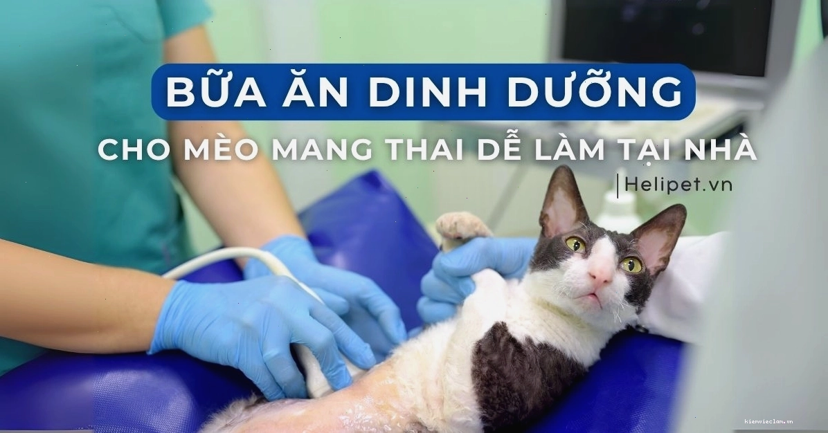 Chăm sóc mèo mẹ mang thai và sau sinh cần chế độ dinh dưỡng đặc biệt