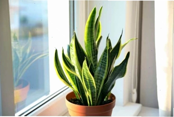 Chậu cây lưỡi hổ đặt trên cửa sổ