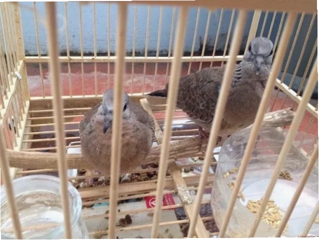 Chim cu gáy đang xây tổ trong lồng nuôi