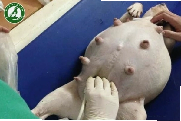 Chó có hành vi chăm sóc đồ vật như con, dấu hiệu của mang thai giả